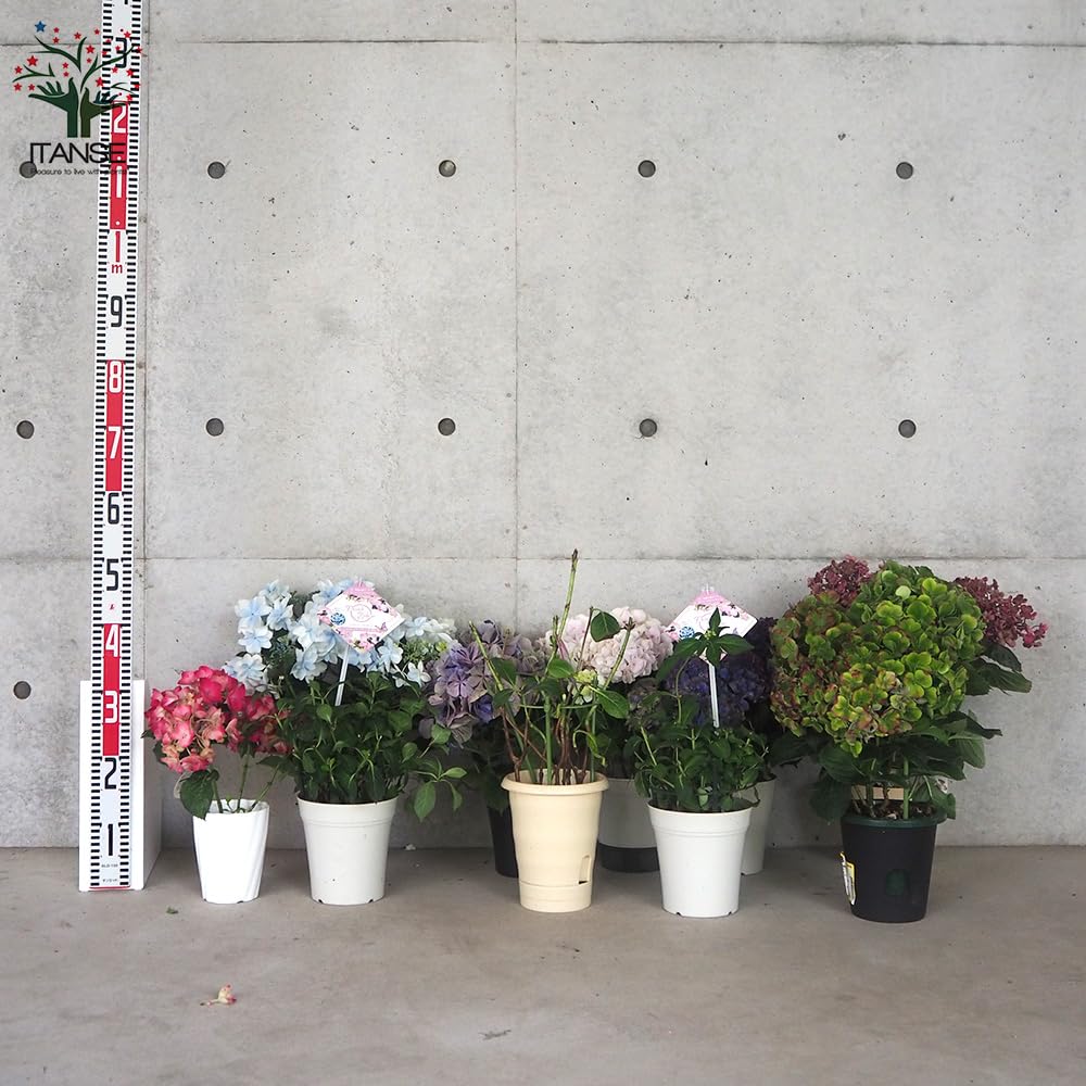 Amazon.co.jp: ITANSE 花終わり訳ありアジサイ 花色・品種
